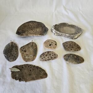 Petoskey Stones Fossils from Michigan 9 Total ***Please Read Description***